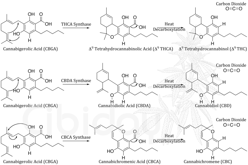 Biosynthese Cannabigerolic Acid (CBGA)